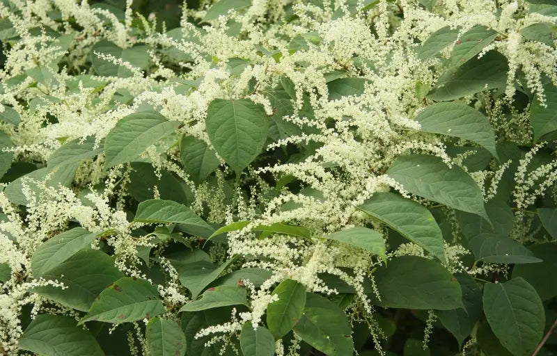 Polygonum cuspidatum, la planta del trans-resveratrol